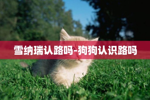 雪納瑞認路嗎-狗狗認識路嗎
