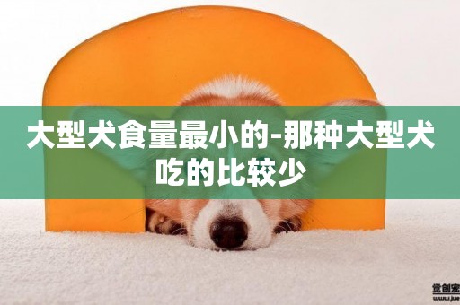 大型犬食量最小的-那種大型犬吃的比較少
