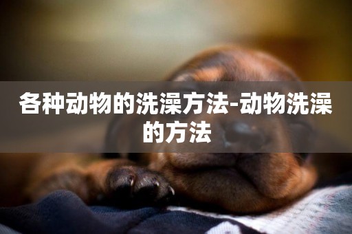 各種動物的洗澡方法-動物洗澡的方法