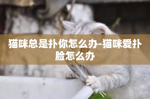 貓咪總是撲你怎么辦-貓咪愛撲臉怎么辦