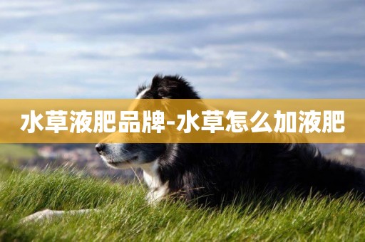 水草液肥品牌-水草怎么加液肥