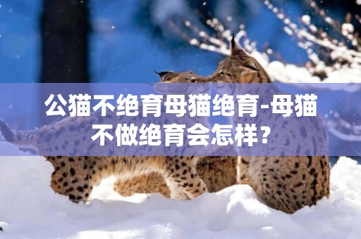 公貓不絕育母貓絕育-母貓不做絕育會怎樣？