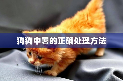 狗狗中暑的正確處理方法