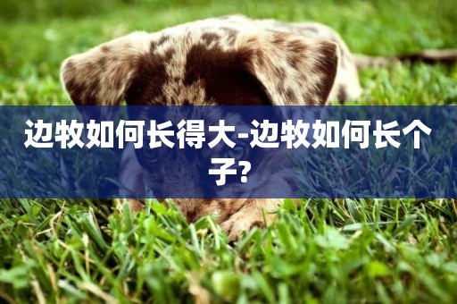 邊牧如何長得大-邊牧如何長個子?
