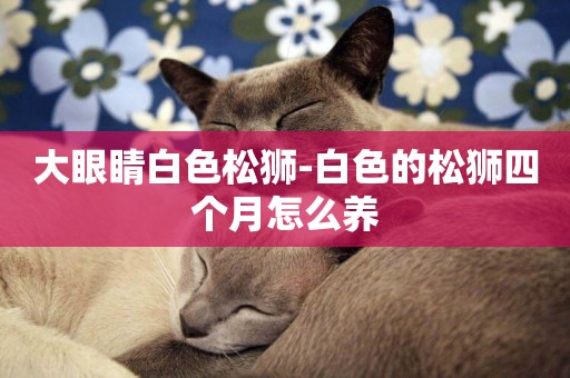 大眼睛白色松獅-白色的松獅四個月怎么養