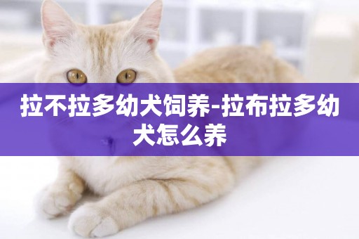 拉不拉多幼犬飼養-拉布拉多幼犬怎么養