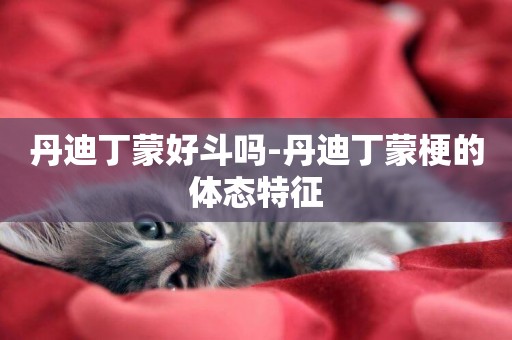丹迪丁蒙好斗嗎-丹迪丁蒙梗的體態特征