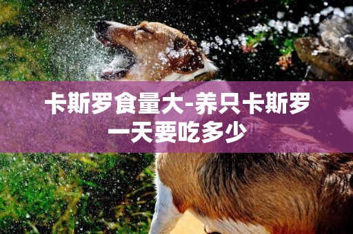 卡斯羅食量大-養只卡斯羅一天要吃多少