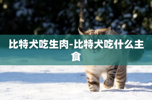 比特犬吃生肉-比特犬吃什么主食