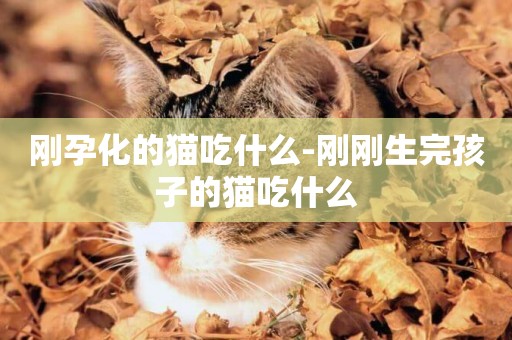 剛孕化的貓吃什么-剛剛生完孩子的貓吃什么
