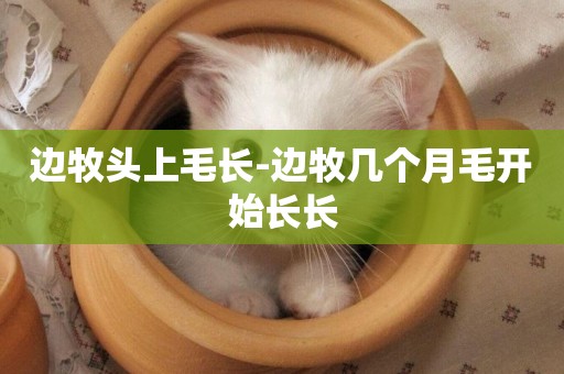 邊牧頭上毛長-邊牧幾個月毛開始長長