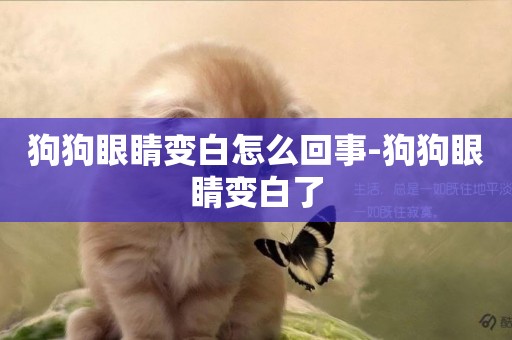 狗狗眼睛變白怎么回事-狗狗眼睛變白了
