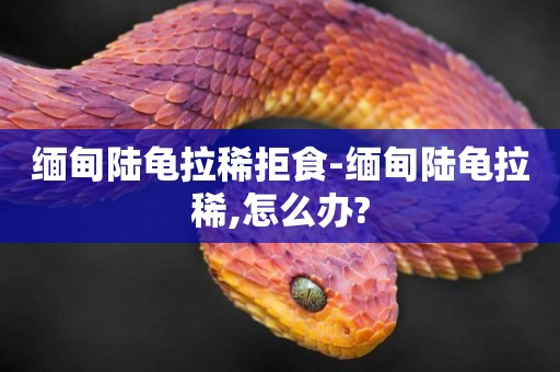 緬甸陸龜拉稀拒食-緬甸陸龜拉稀,怎么辦?