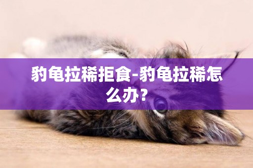 豹龜拉稀拒食-豹龜拉稀怎么辦？