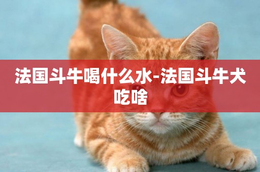 法國斗牛喝什么水-法國斗牛犬吃啥