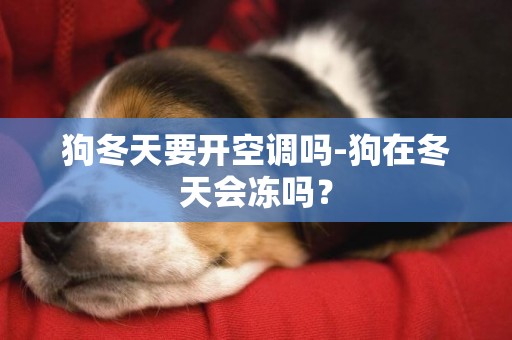 狗冬天要開空調嗎-狗在冬天會凍嗎？