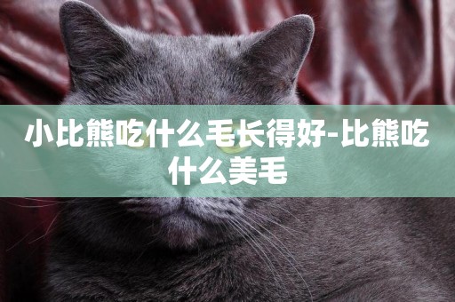 小比熊吃什么毛長得好-比熊吃什么美毛