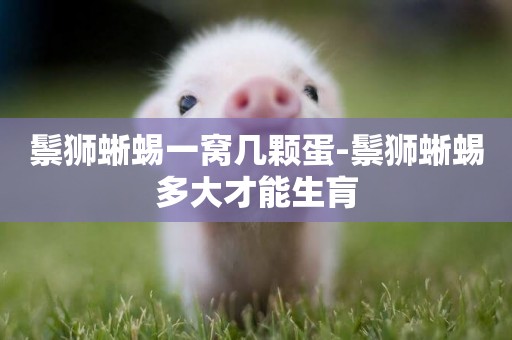 鬃獅蜥蜴一窩幾顆蛋-鬃獅蜥蜴多大才能生肓
