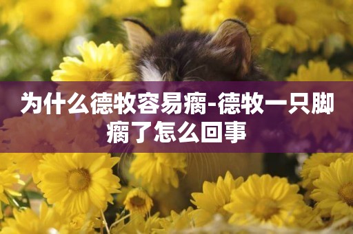 為什么德牧容易瘸-德牧一只腳瘸了怎么回事