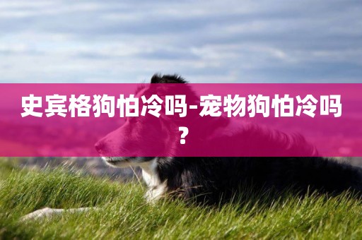 史賓格狗怕冷嗎-寵物狗怕冷嗎？
