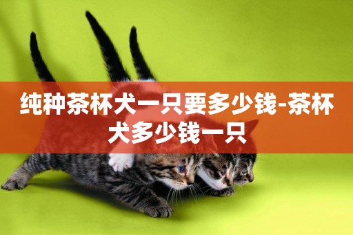 純種茶杯犬一只要多少錢-茶杯犬多少錢一只