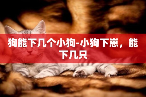狗能下幾個小狗-小狗下崽，能下幾只