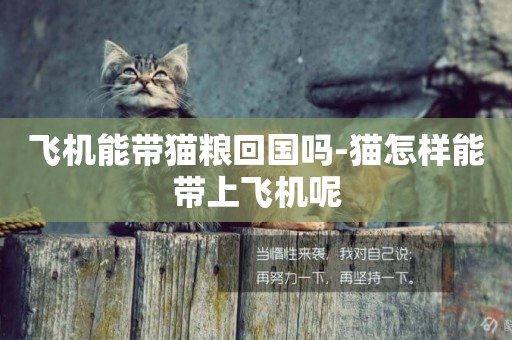 飛機能帶貓糧回國嗎-貓怎樣能帶上飛機呢