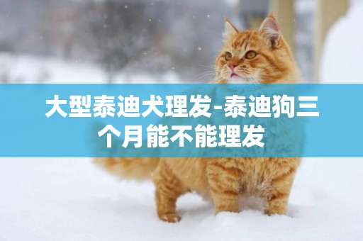 大型泰迪犬理發-泰迪狗三個月能不能理發