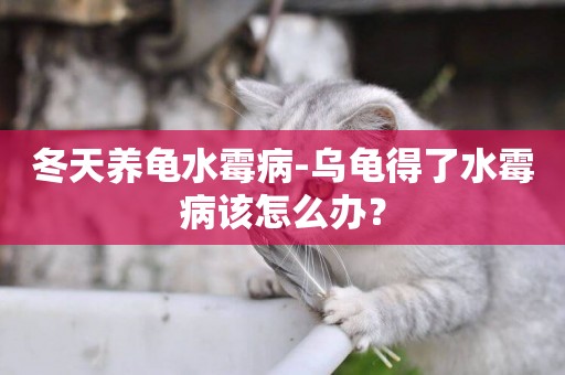 冬天養龜水霉病-烏龜得了水霉病該怎么辦？