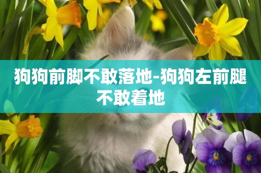 狗狗前腳不敢落地-狗狗左前腿不敢著地