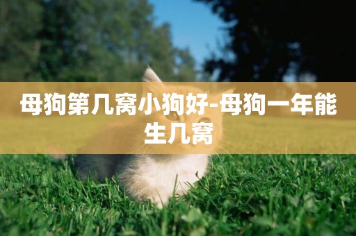 母狗第幾窩小狗好-母狗一年能生幾窩
