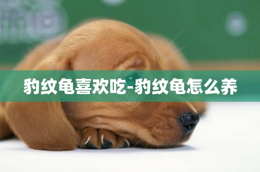豹紋龜喜歡吃-豹紋龜怎么養