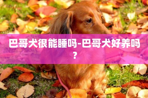 巴哥犬很能睡嗎-巴哥犬好養嗎？