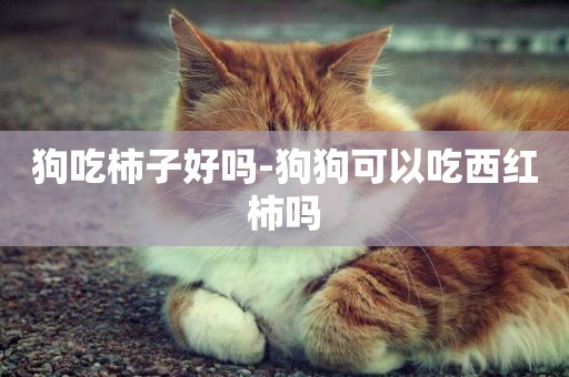 狗吃柿子好嗎-狗狗可以吃西紅柿嗎