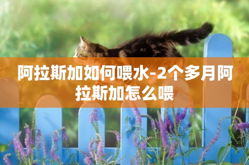 阿拉斯加如何喂水-2個多月阿拉斯加怎么喂