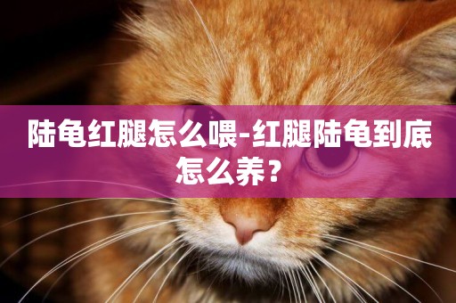 陸龜紅腿怎么喂-紅腿陸龜到底怎么養？
