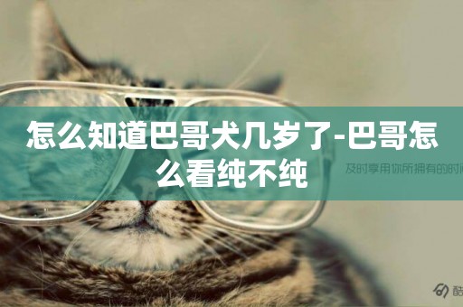 怎么知道巴哥犬幾歲了-巴哥怎么看純不純