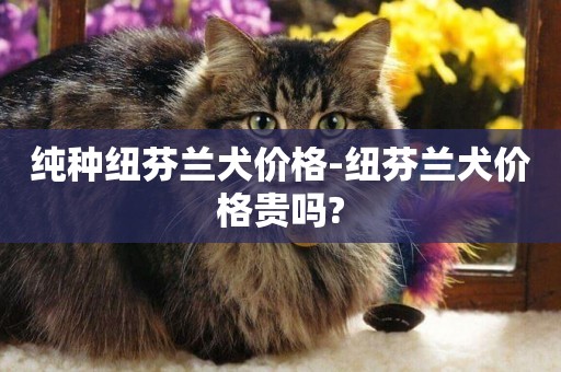 純種紐芬蘭犬價格-紐芬蘭犬價格貴嗎?