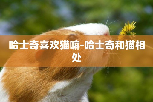 哈士奇喜歡貓嘛-哈士奇和貓相處