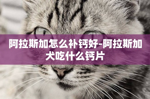 阿拉斯加怎么補鈣好-阿拉斯加犬吃什么鈣片