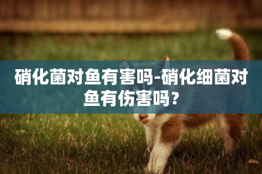 硝化菌對魚有害嗎-硝化細菌對魚有傷害嗎？