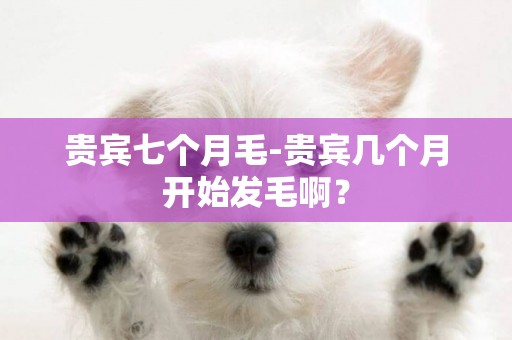 貴賓七個月毛-貴賓幾個月開始發毛啊？