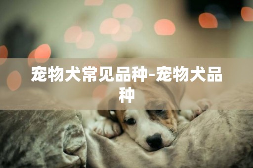 寵物犬常見品種-寵物犬品種