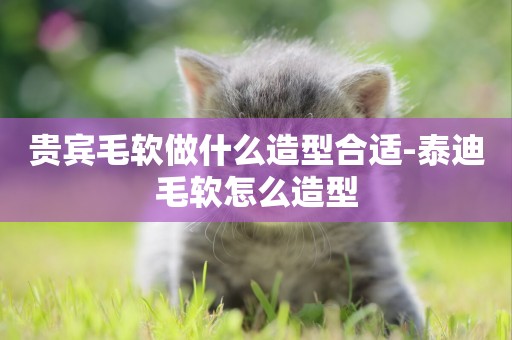 貴賓毛軟做什么造型合適-泰迪毛軟怎么造型