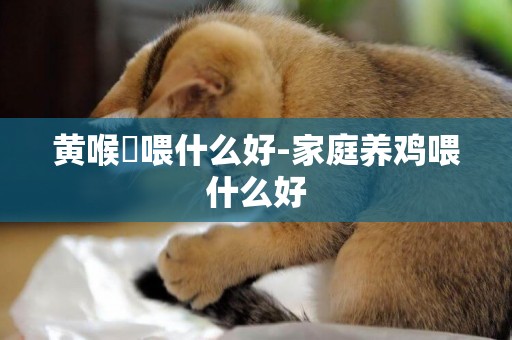 黃喉鹀喂什么好-家庭養雞喂什么好