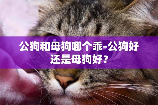 公狗和母狗哪個乖-公狗好還是母狗好？