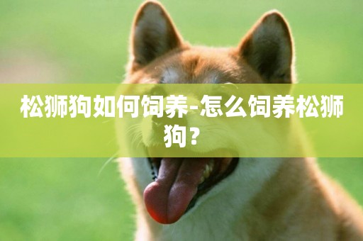 松獅狗如何飼養-怎么飼養松獅狗？