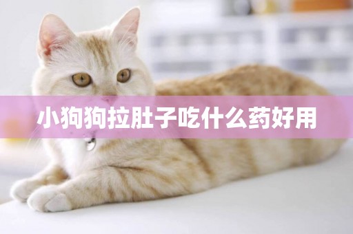 小狗狗拉肚子吃什么藥好用