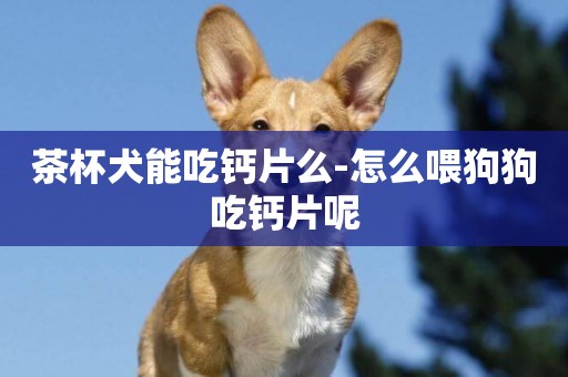 茶杯犬能吃鈣片么-怎么喂狗狗吃鈣片呢
