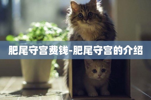肥尾守宮費錢-肥尾守宮的介紹